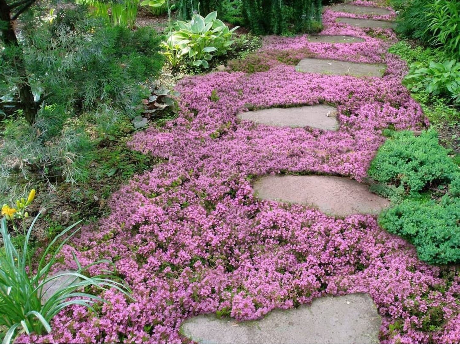 Ужасные ошибки ландшафтного дизайна: мои мучения с альпийской горкой DOMEO РЕМОН
