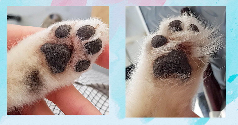 кошачья лапа, кошачьи лапки, лапа, собачьи подушечки лап, кошачьи лапы и нос