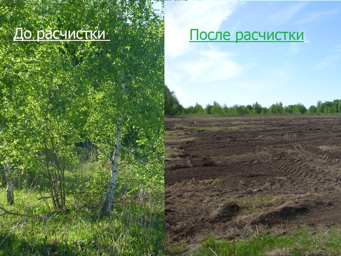 природа, участок, расчистка участка до и после, земельный участок, рекультивация