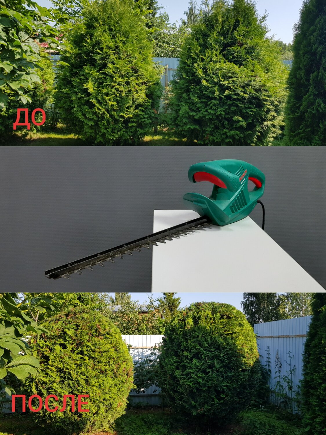 туя западная брабант, туя западная, туя западная смарагд, туя западная смарагд (р9), туя смарагд