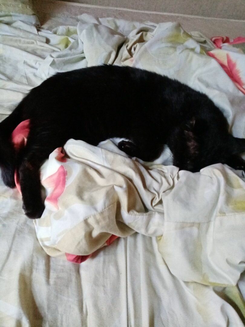 кошка, котик, кот, животное, животные