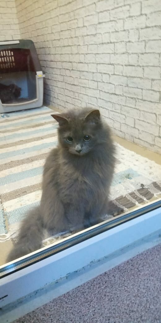 кот, кошка, кошечка, котик, пушистый котенок