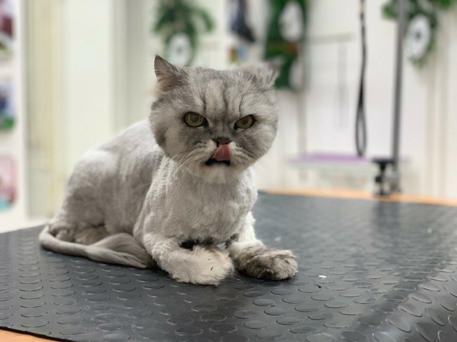 кошечка, кошка, кота, животное, стрижка кошек во владимире