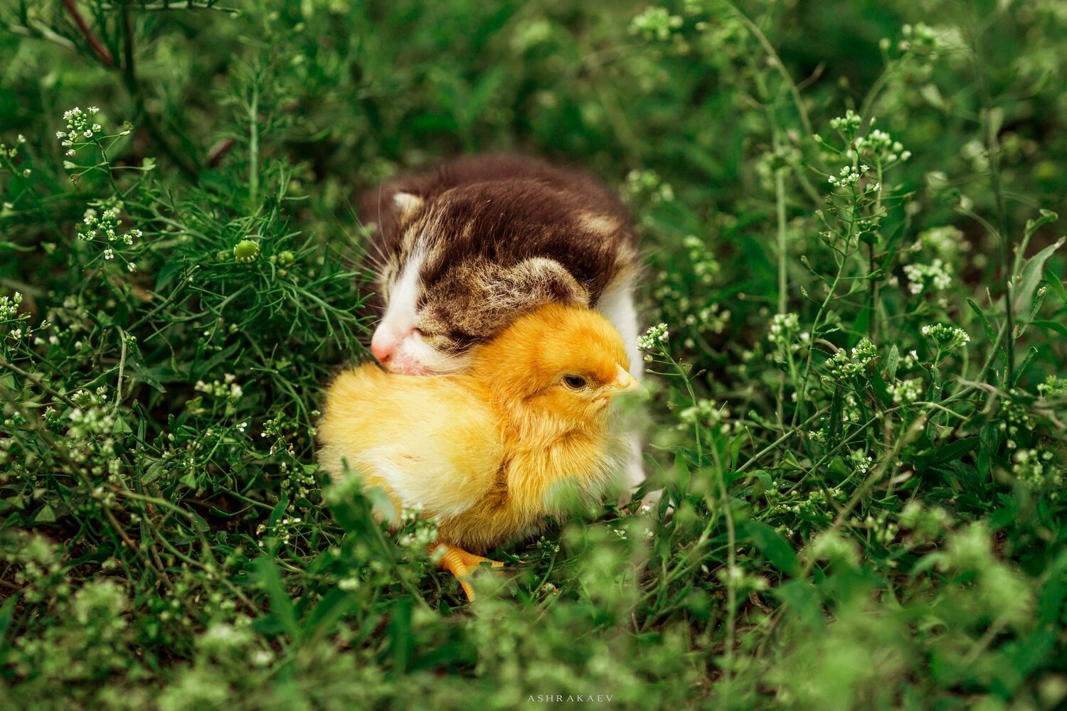 котенок и цыпленок, забавные животные, домашние животные, кот и утенок, смешные животные
