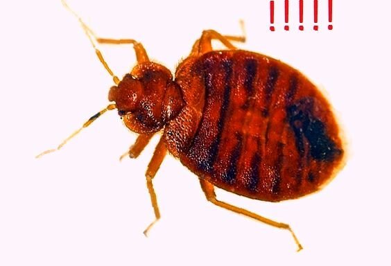 постельные клопы, клопы постельные (cimicidae), насекомые клопы постельные, клоп, имаго постельного клопа
