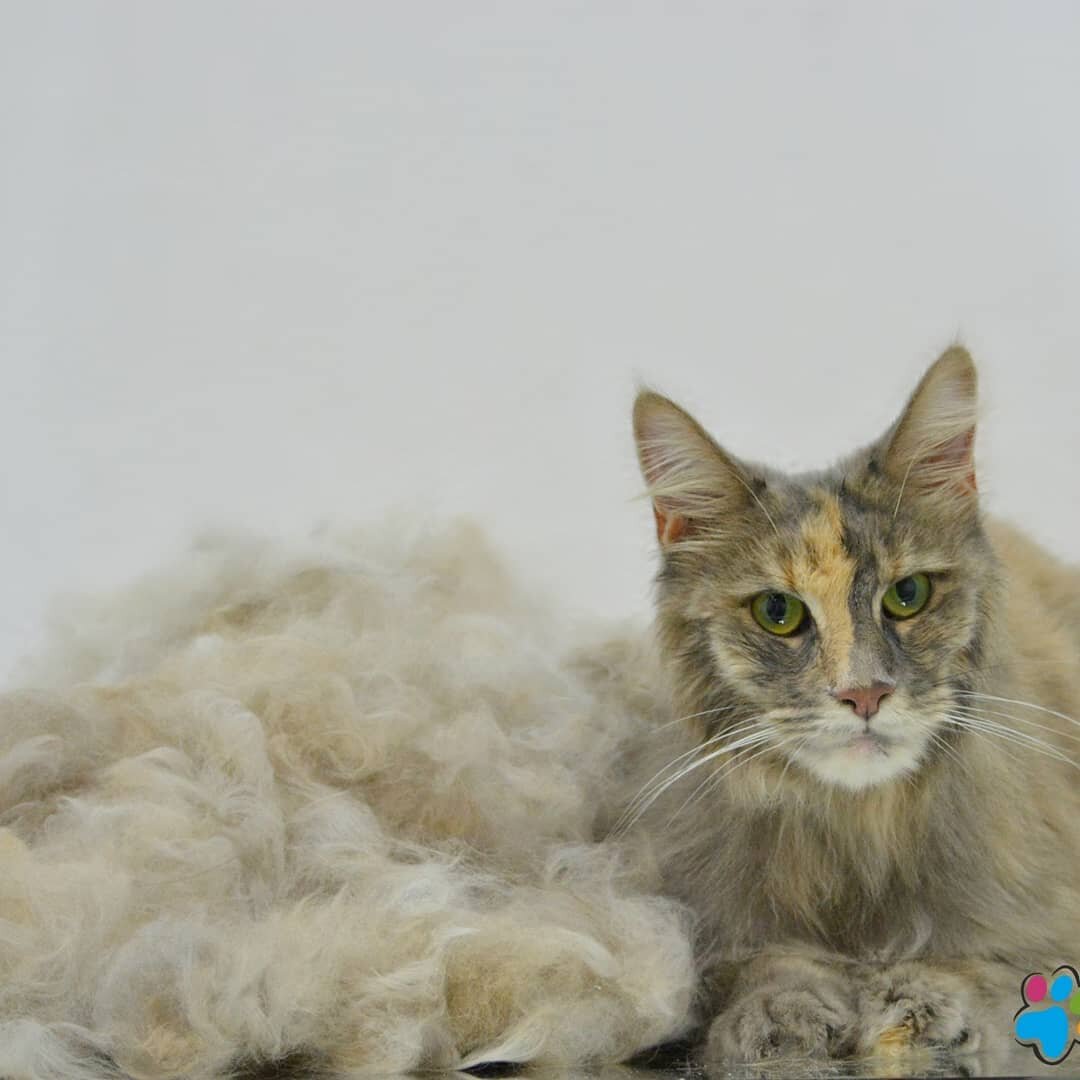 мейн-кун, кот, семейка мейн кунов, кошка, кошечка