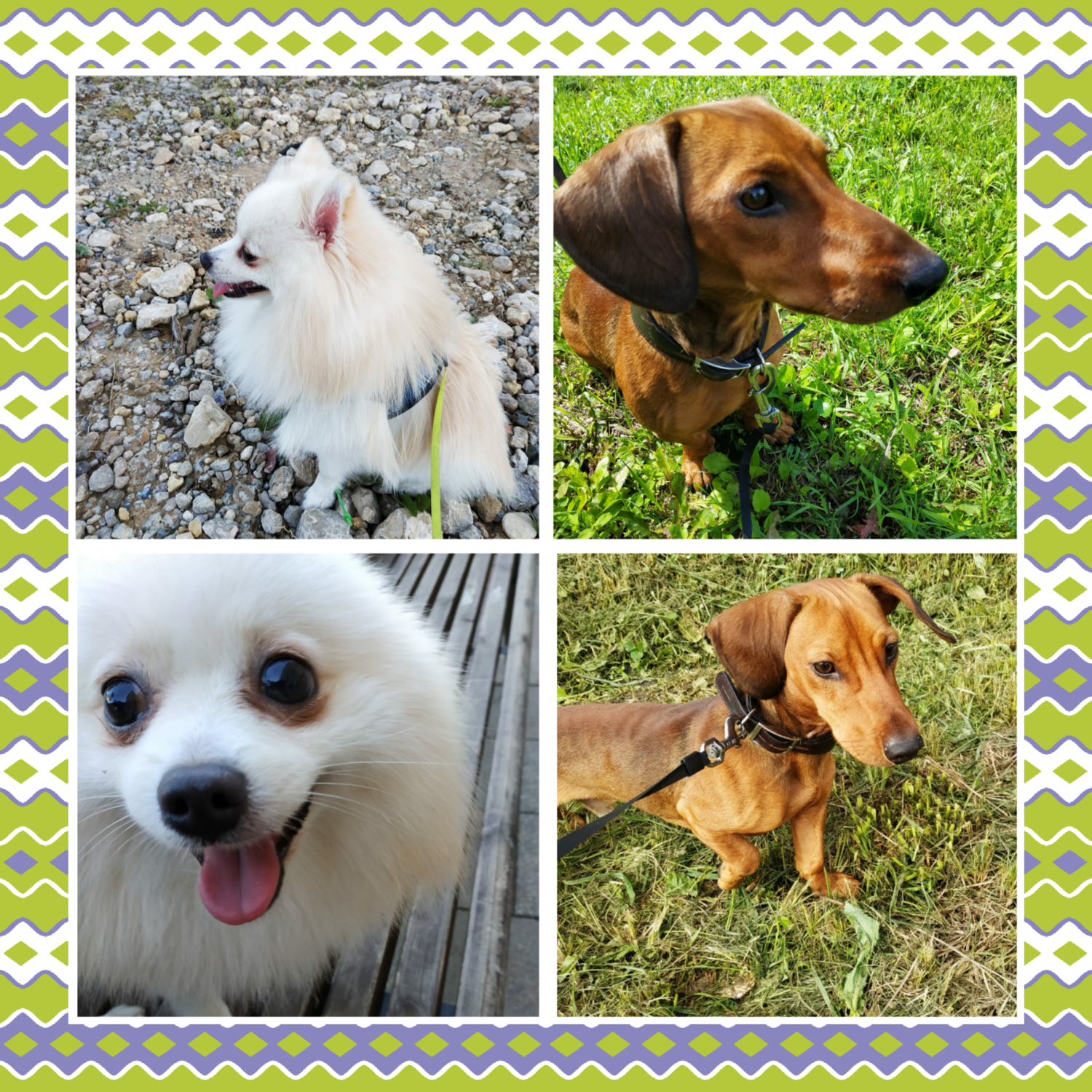 пес, собака, животное, dog, baby white pomeranian for sale