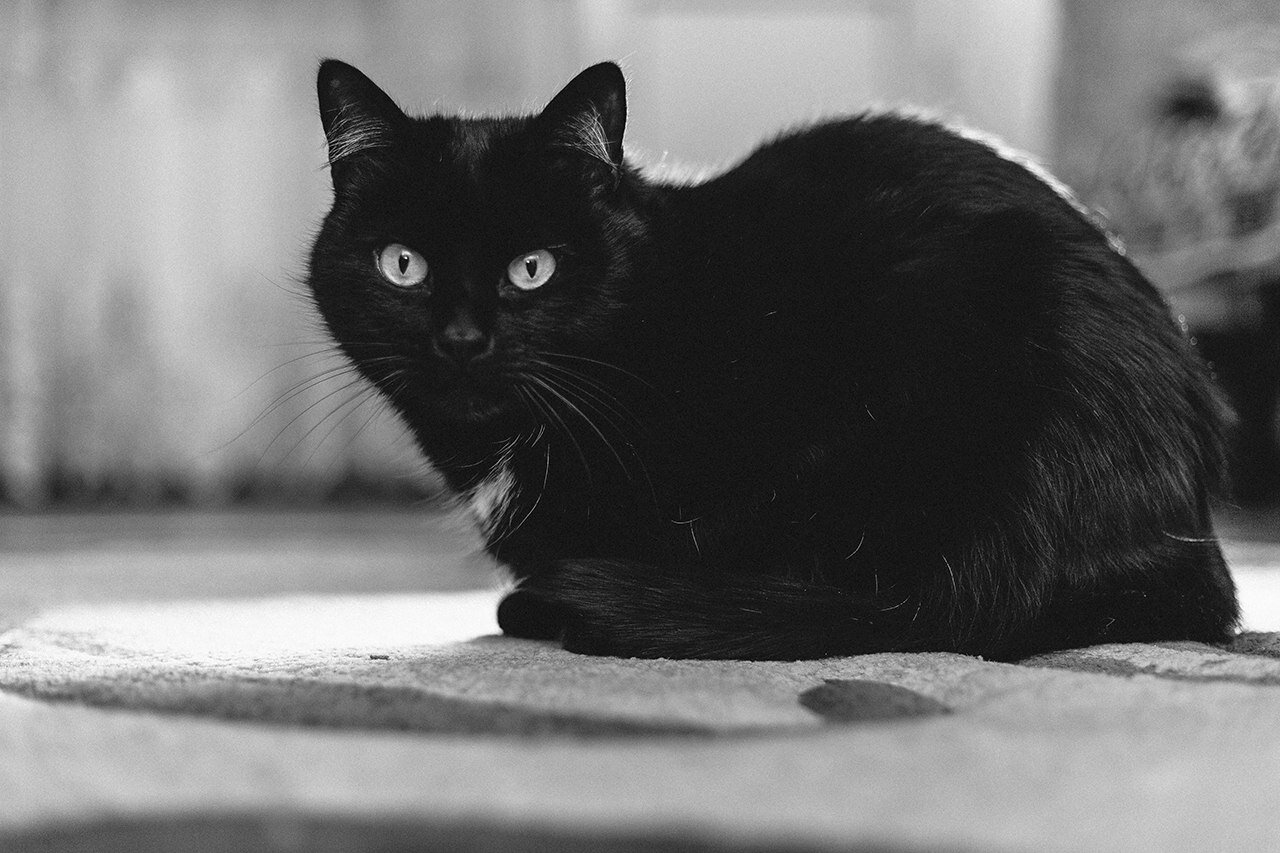 черный кот, бомбейская кошка, чёрная кошка, черный гладкошерстный кот, black cat