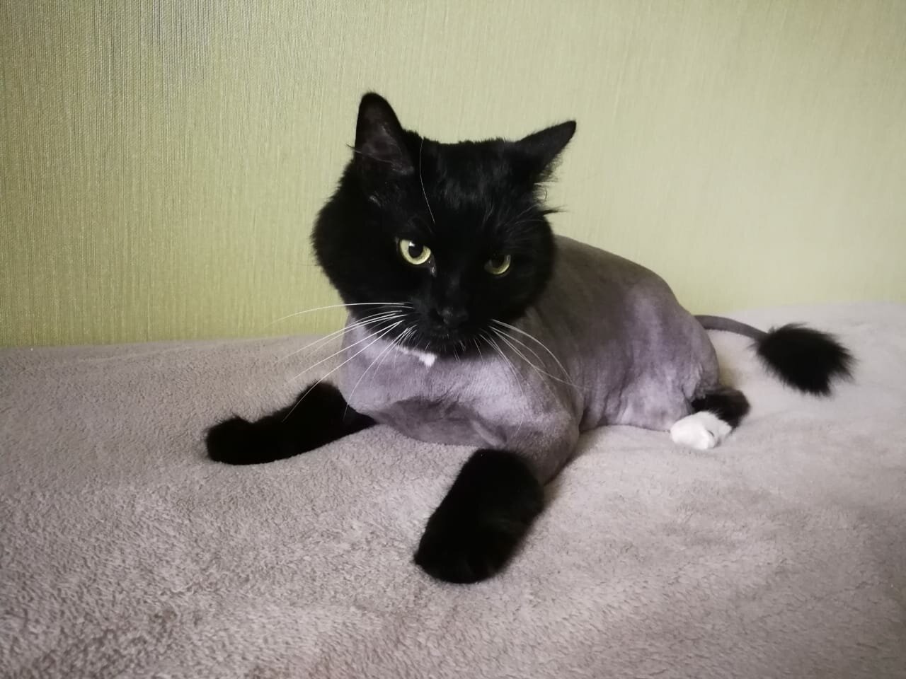 котик, кошка, кот, бомбейская кошка, кошечка