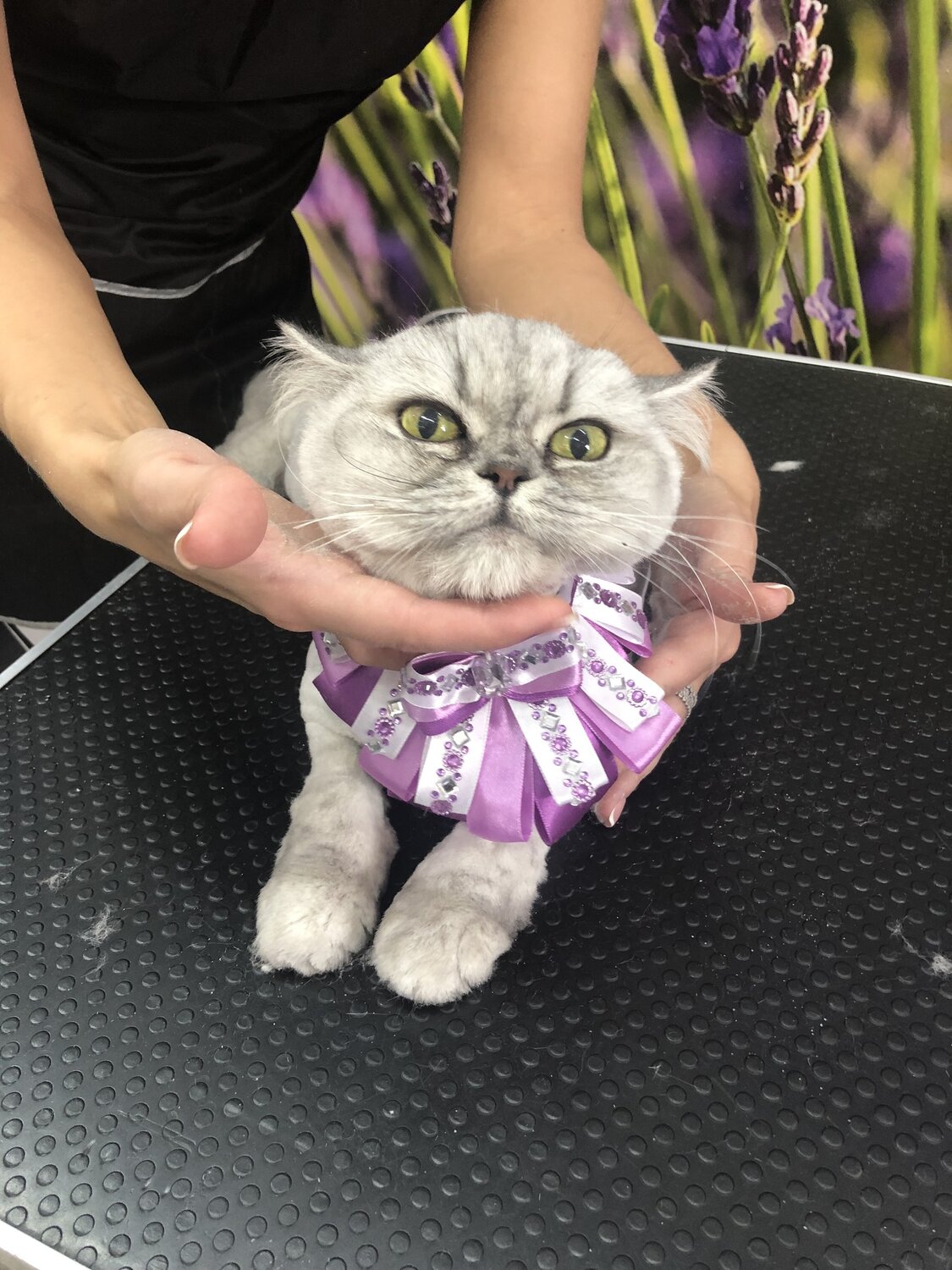 кошечка, шотландская вислоухая кошка грустная, кот, кошка, котэ