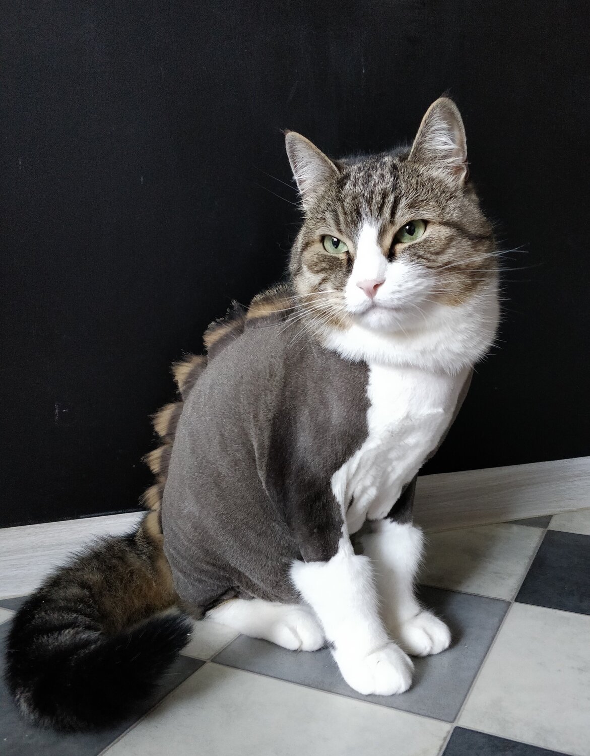 кошка, котик, котэ, кота, кошечка
