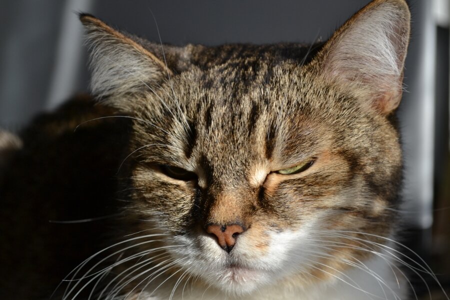 кот, кошка, кошек, котик, кошачьи