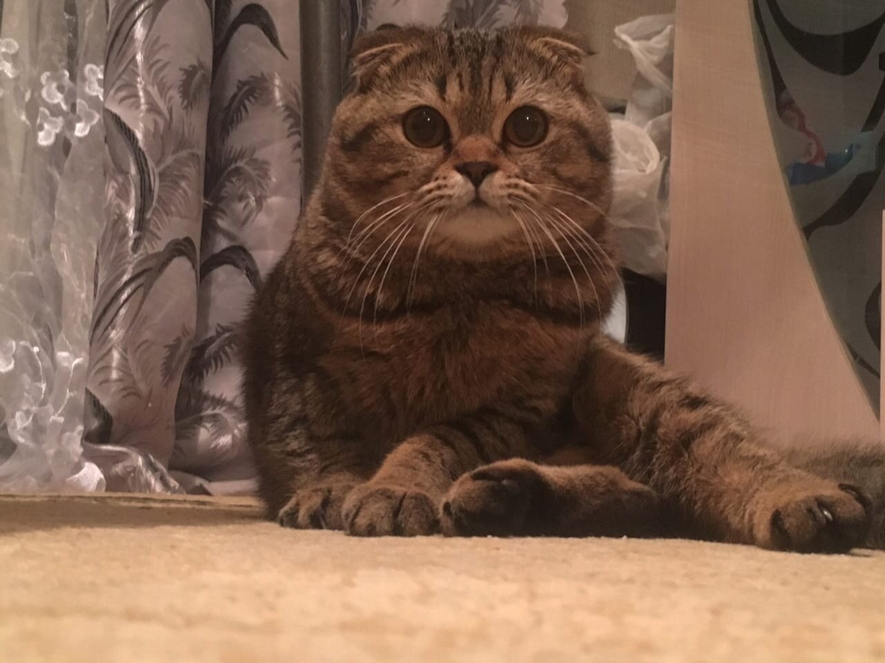 шотландская вислоухая кошка, кошечка, животное, терракотовый кот шотландский вислоухий, шотландец кот вислоухий ульяновск