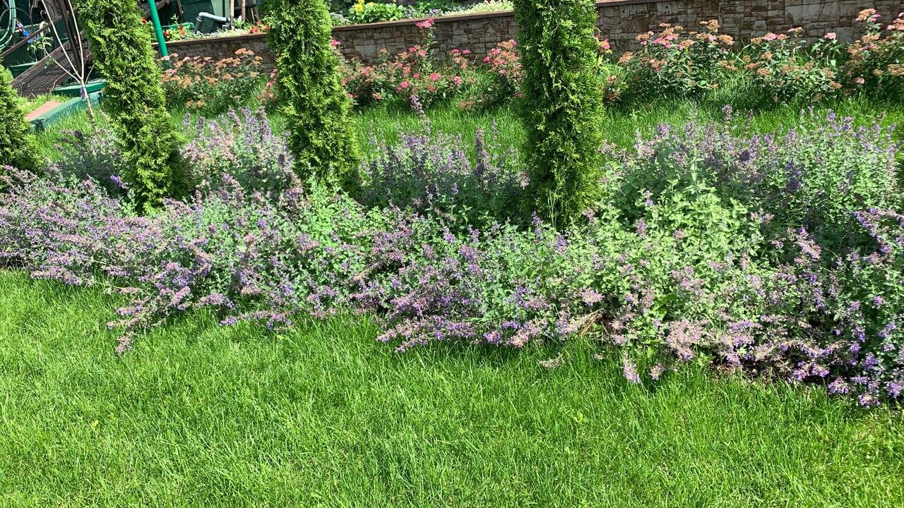 котовник, котовник фассена (nepeta faassenii), котовник фассена «волкерз лоу»., котовник фассена блю вандер, nepeta faassenii dropmore котовник