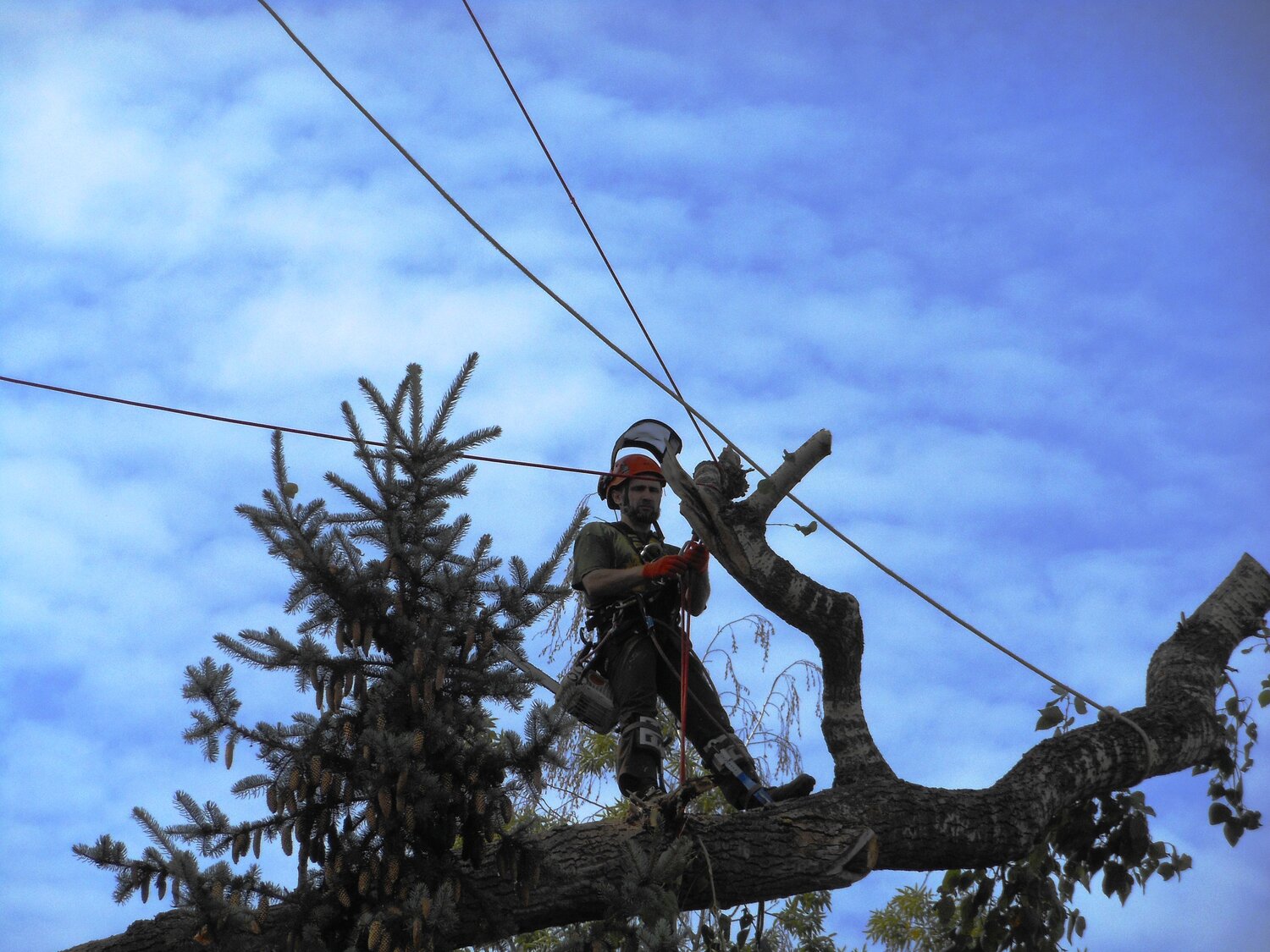 арбористика, арборист, арбористика tree climbing, арбористика спил деревьев, дерево упало на лэп