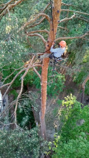 природа, слезать с дерева, декоративное кронирование деревьев, дерев, tree