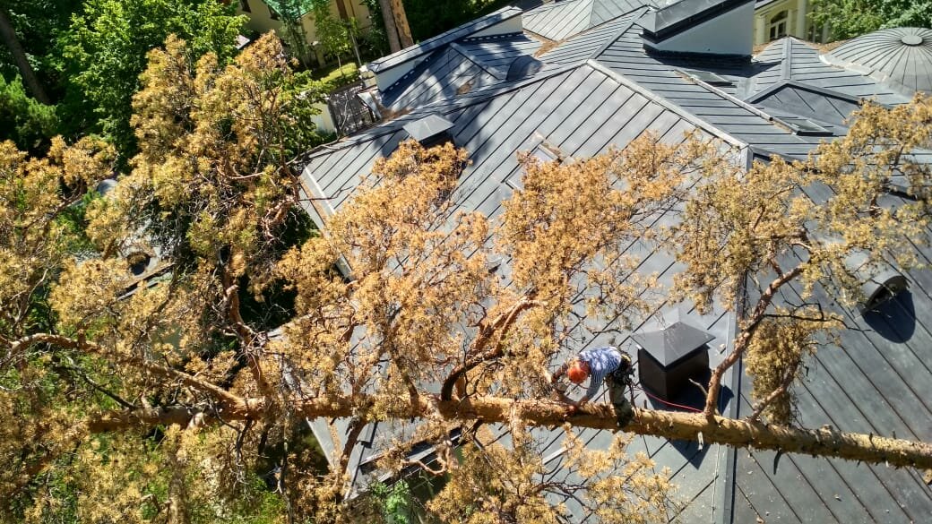 природа, tree, дерев, крыша, калиновый куст формирование