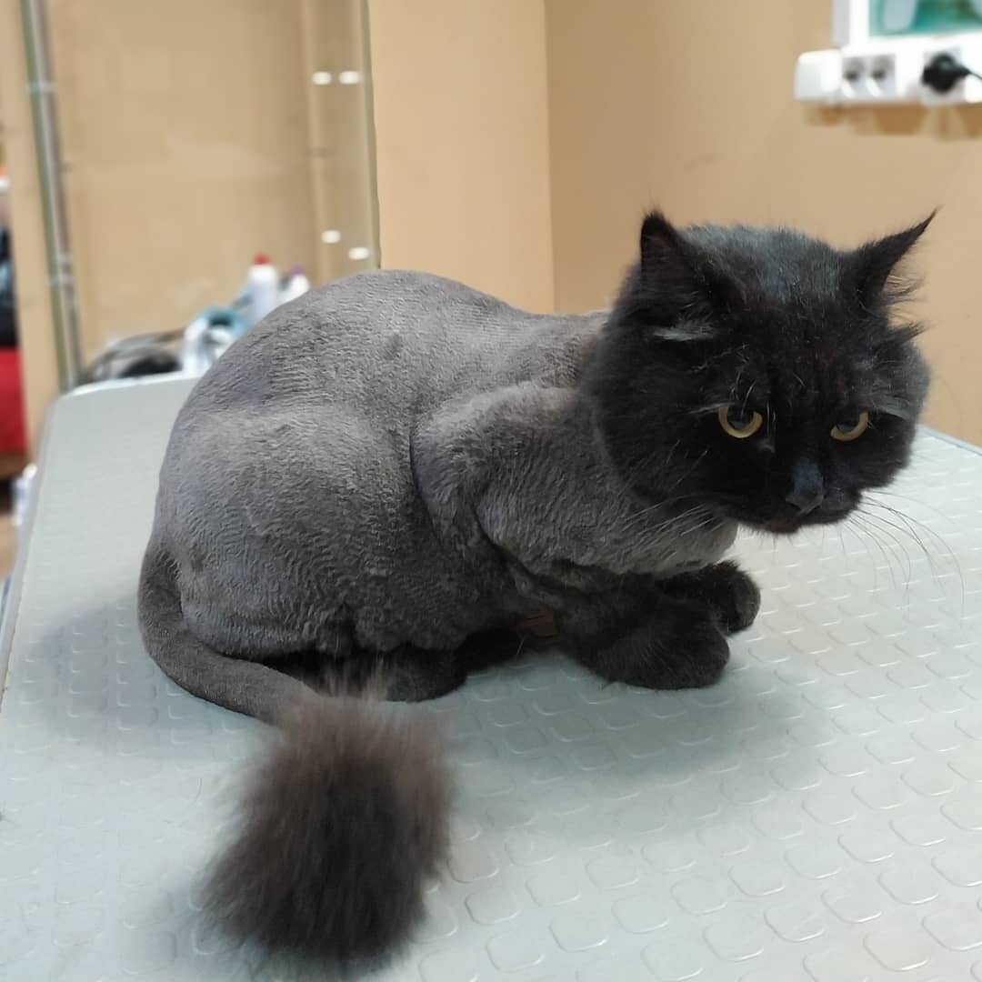 британская короткошёрстная кошка, стрижка кота мальчика, стрижка котов под машинку, кот, подстриженный кот британец