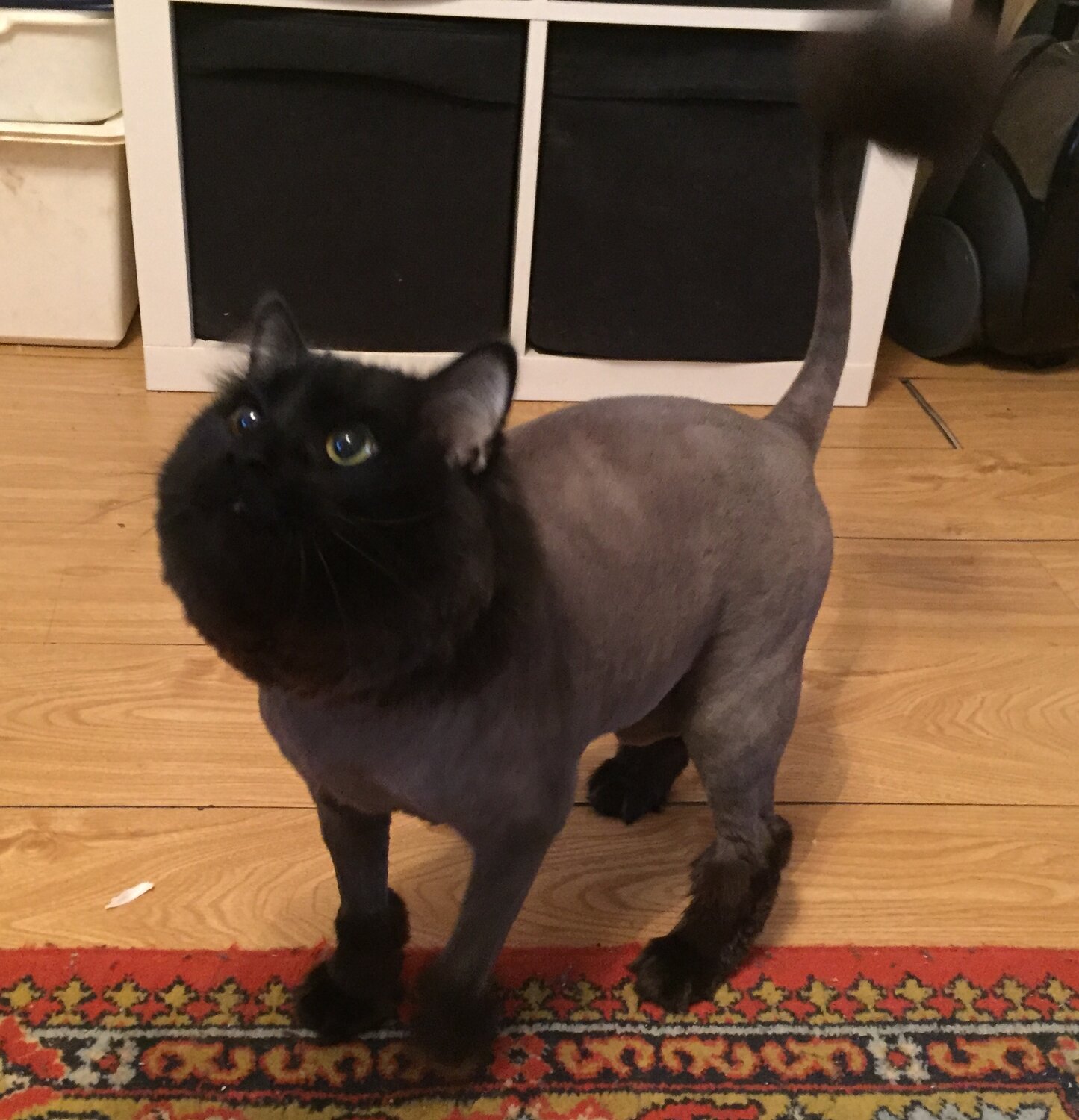 стриженный черный кот, подстриженный черный кот, стрижка котов, стрижка котов в новосибирске, стрижка кошки для вязки
