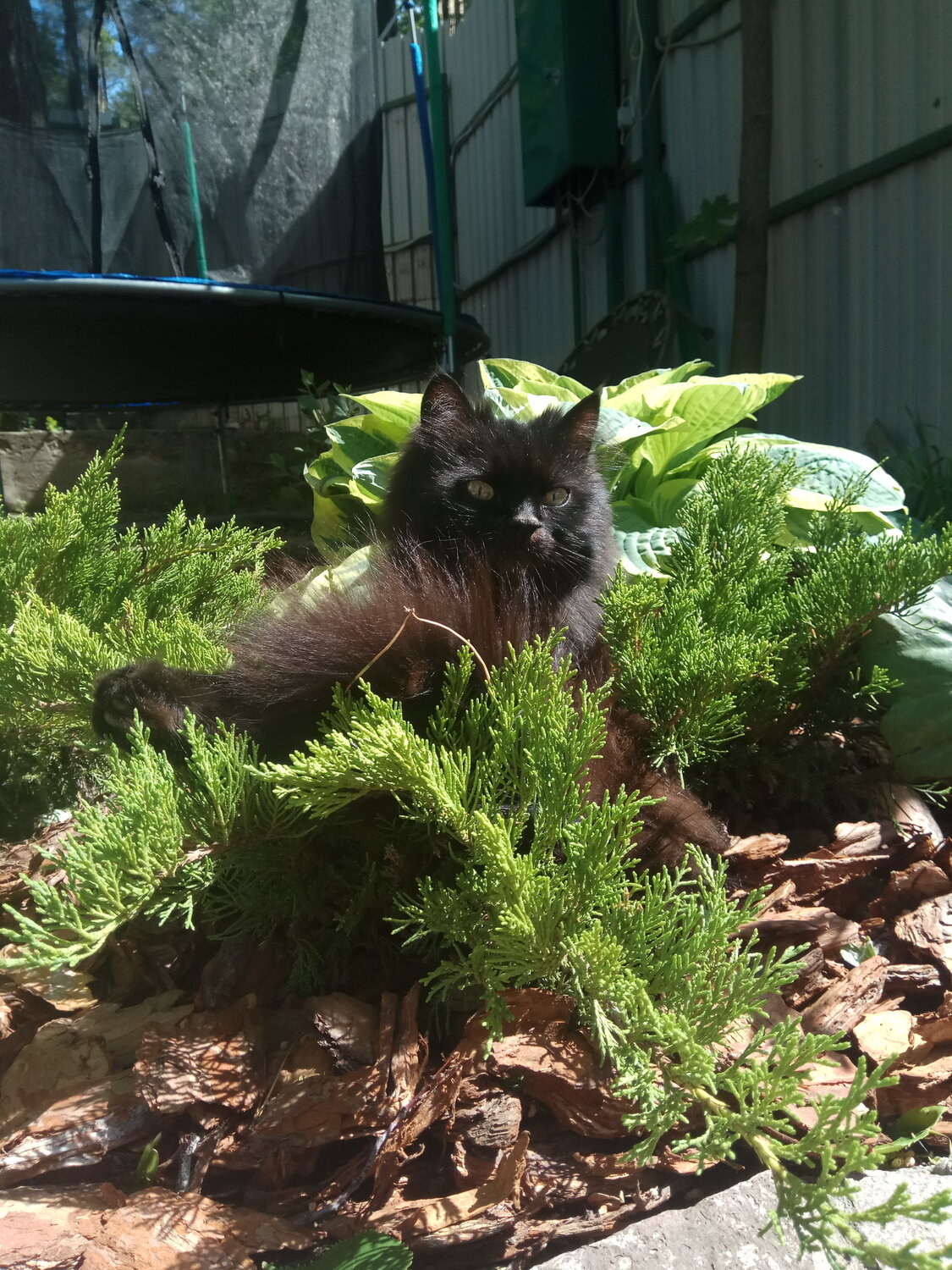 кошка, кот, кошечка, животное, животные