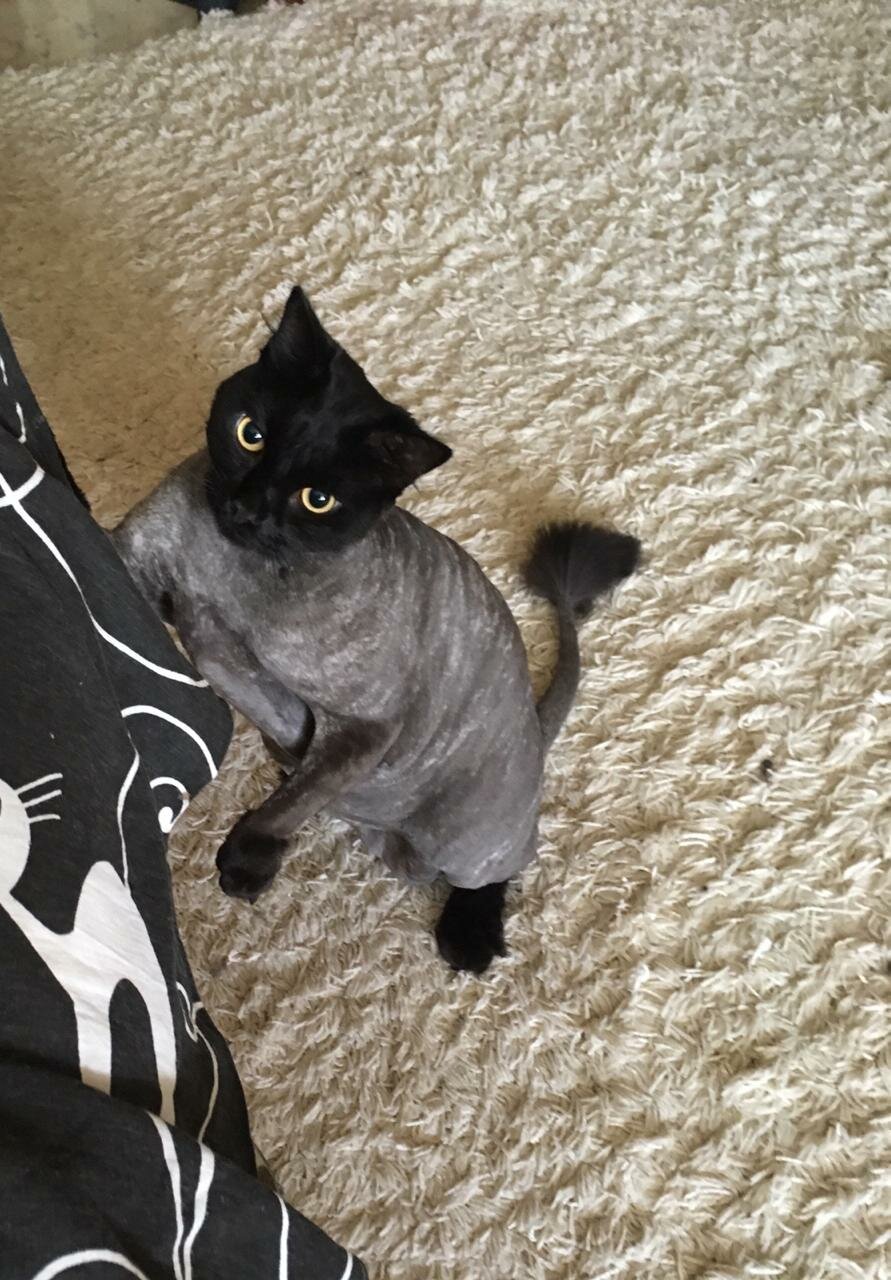 котик, кошечка, животное, стриженный черный кот, кошек