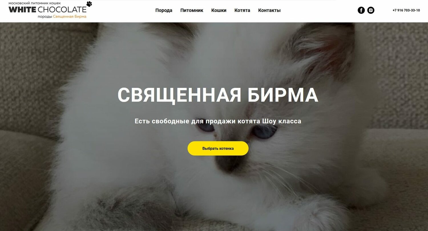 милый белый котенок, белый котенок моргает заставка, котик, любимые животные, самые красивые котята