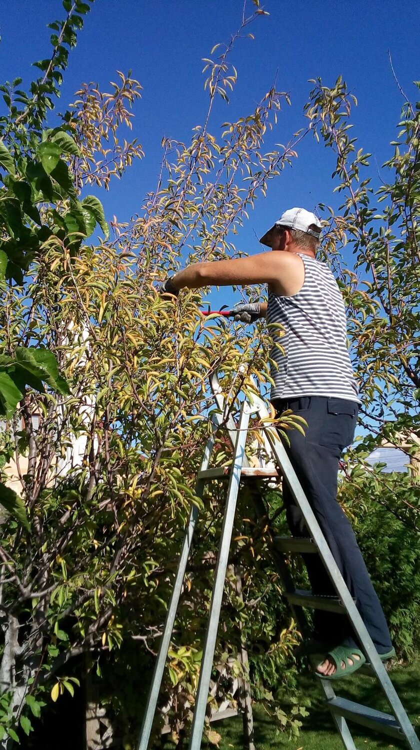 природа, дерев, tree, лестница фруктовое дерево, стремянка для сбора черешни