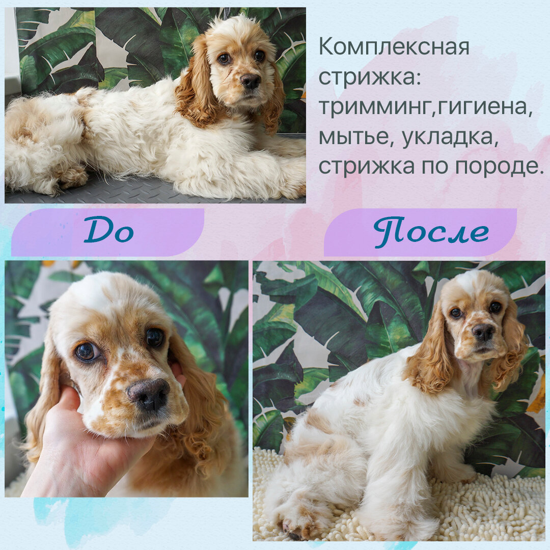 американский кокер-спаниель, кокер спаниель, кокер спаниель шерсть, американский кокер спаниель рыжий, кокер спаниель щенок