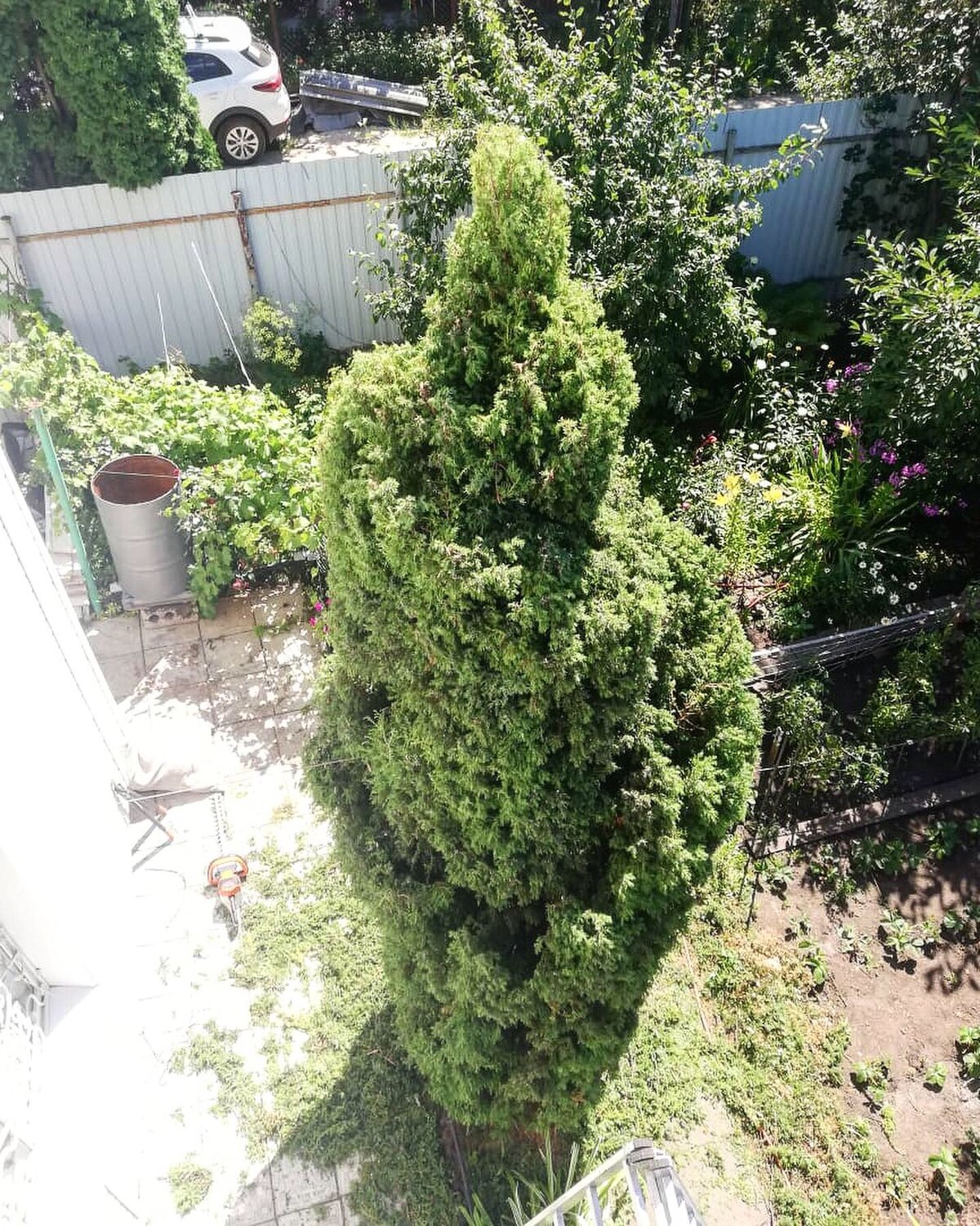 ель канадская, picea glauca conica speedy ель, ель канадская коника, ель сизая, туя западная дегрут спайр
