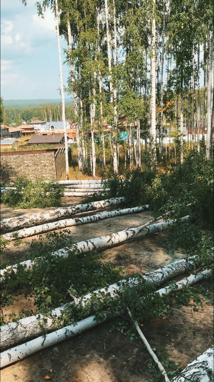 лес, рубка леса, участок, лесной фонд, берёзовый лес
