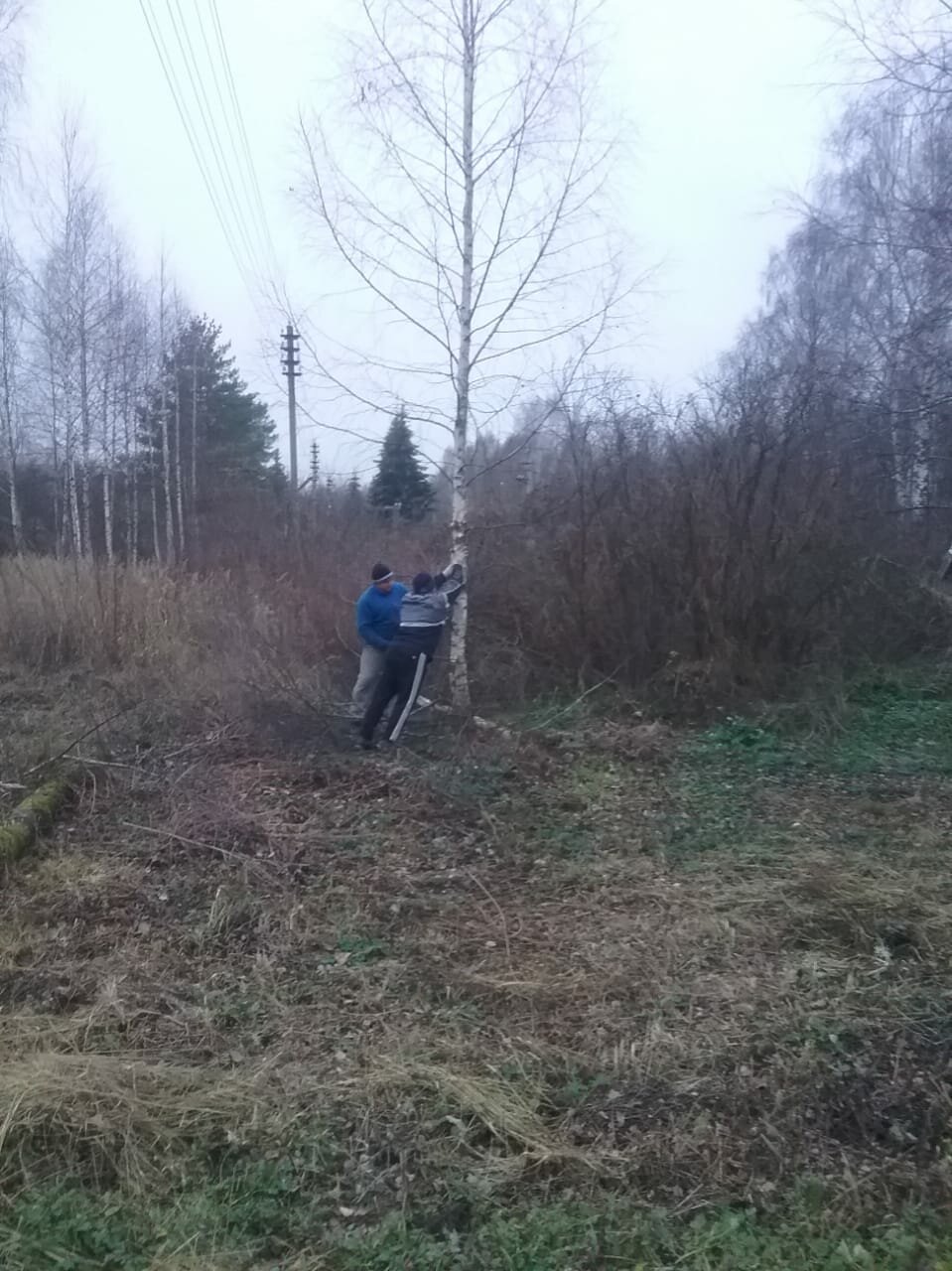 участок, деревни, улица, лес, котловские болота костромская область