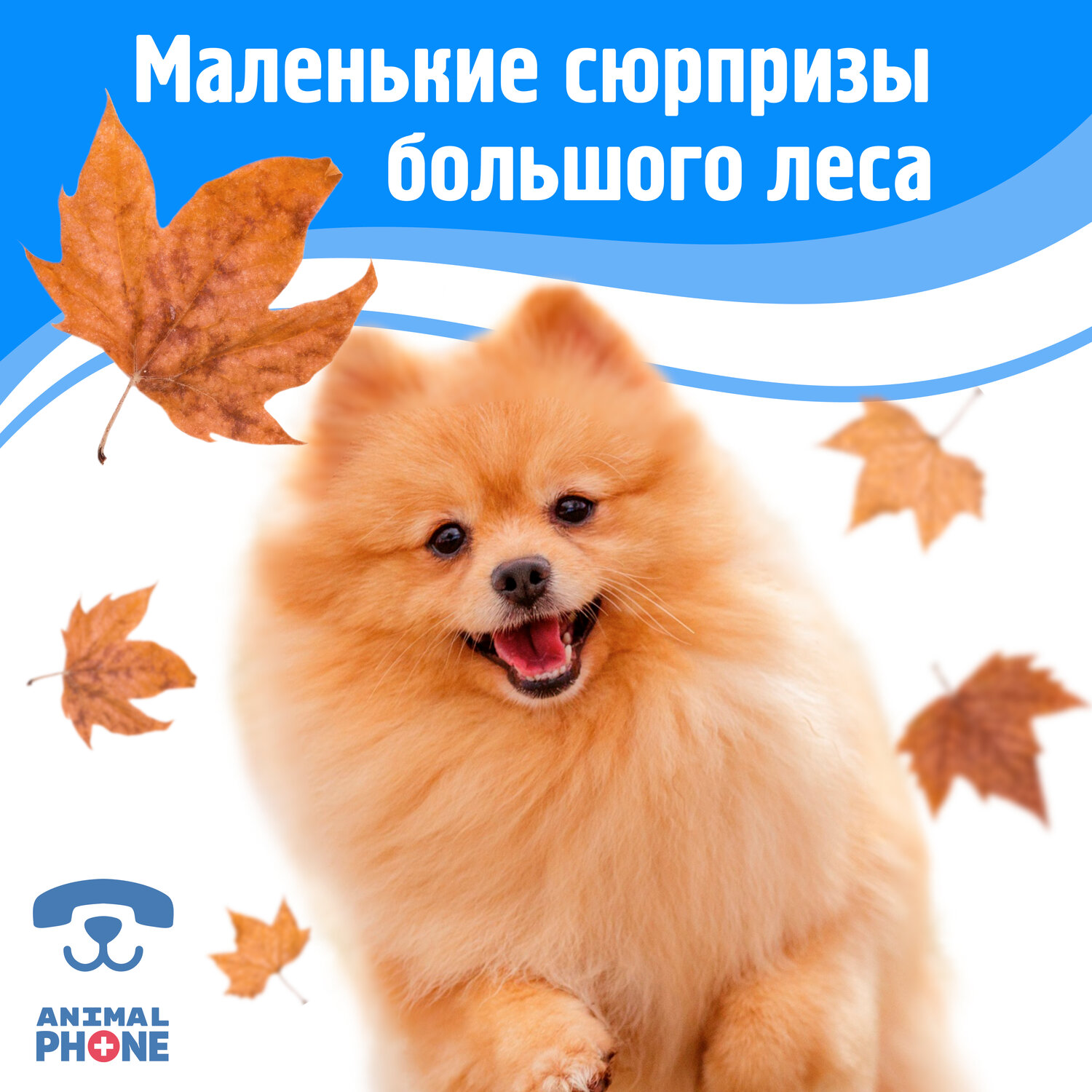померанский шпиц, немецкий шпиц, порода шпиц, шпиц собака, собачка шпиц