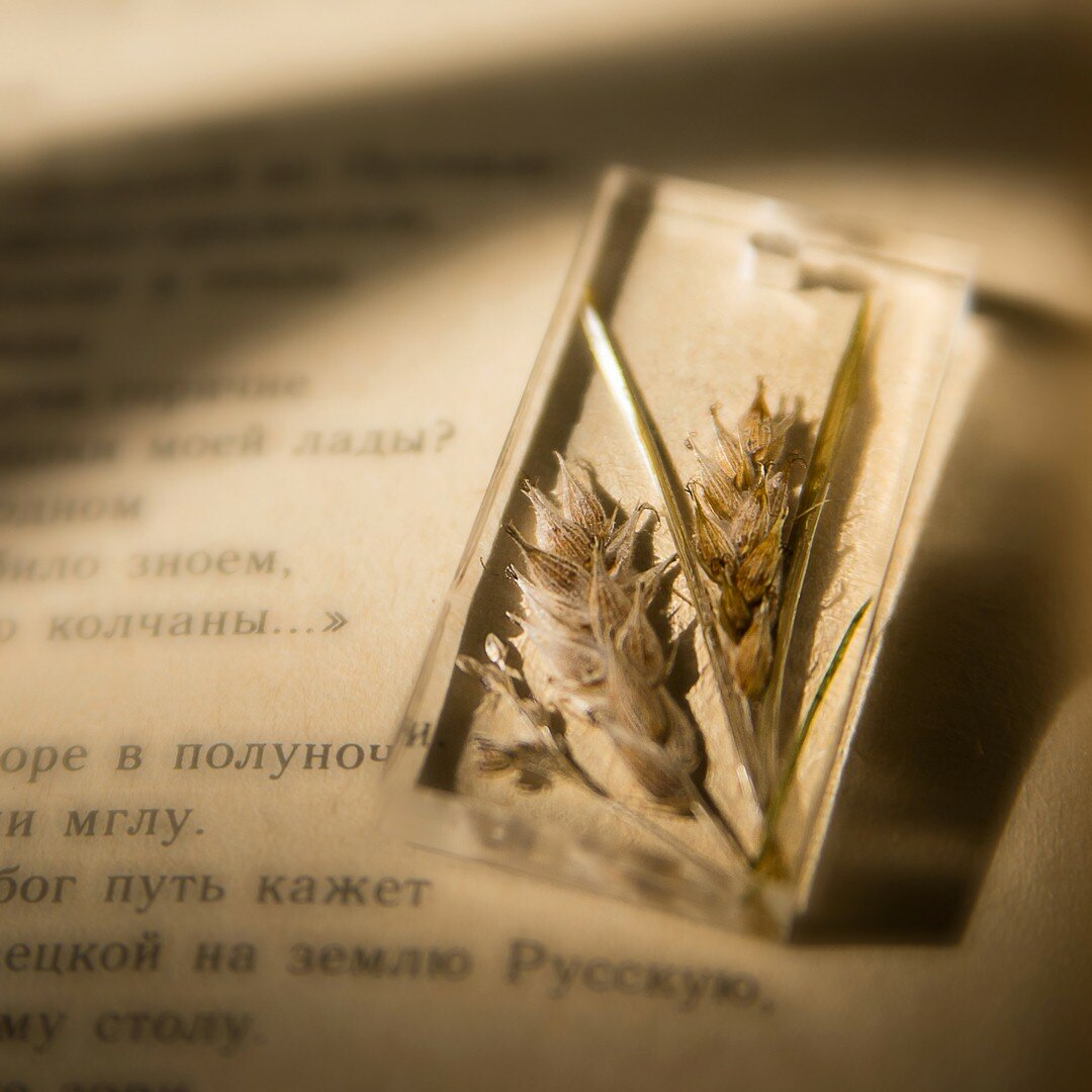 растения, растение, лист, пшеница, колосья