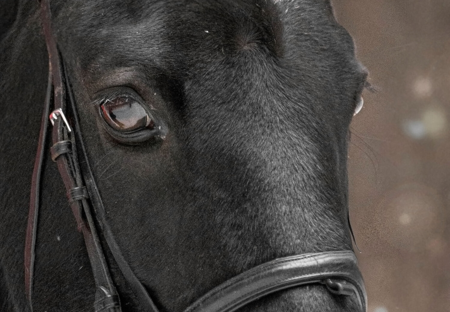 лошади, лицо черной лошади, horse, взгляд лошади, глаза лошади крупным планом