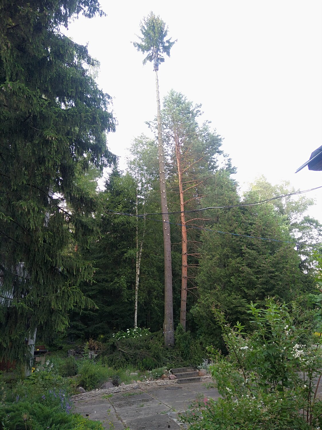 кратово сосны, сосна, лес, лесная, хвойные леса в клинском районе
