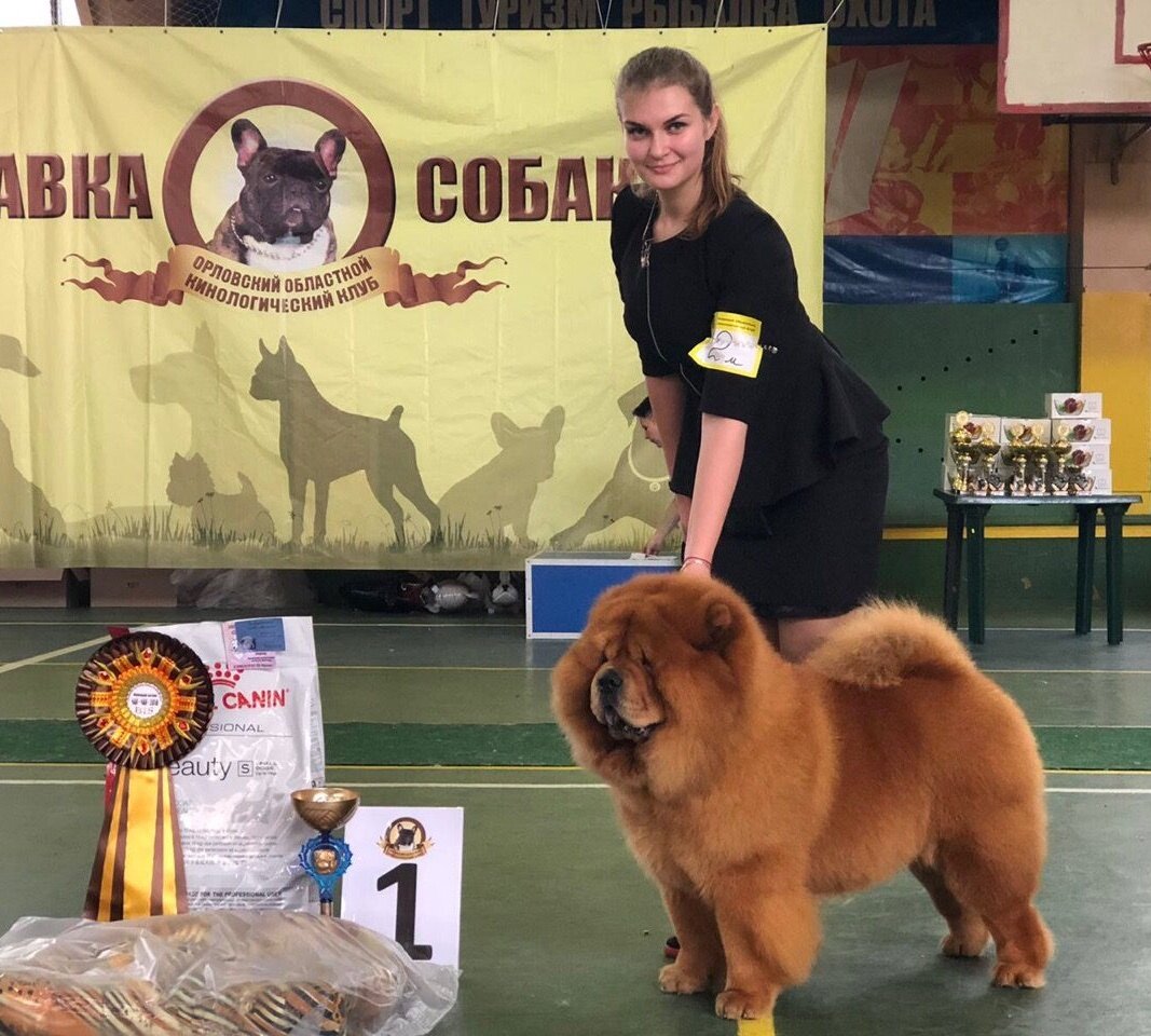 чау-чау, чау-чау рыжий, порода чау чау, чау-чау собака рыжий, чау-чау красный