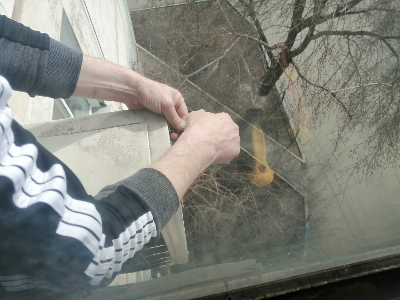 window, обрезка деревьев, scratching граффити, обрезки, стекло