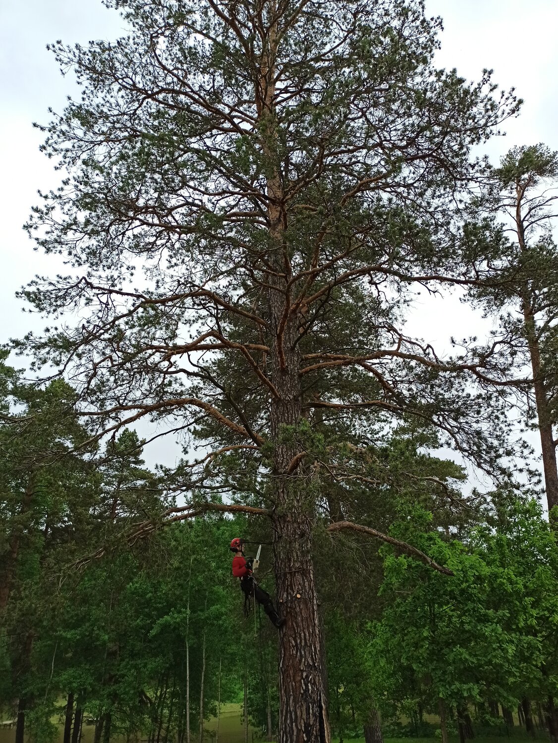 сосна обыкновенная, сосна, дерево сосна, сосна аризонская pinus arizonica, сосна короткохвойная