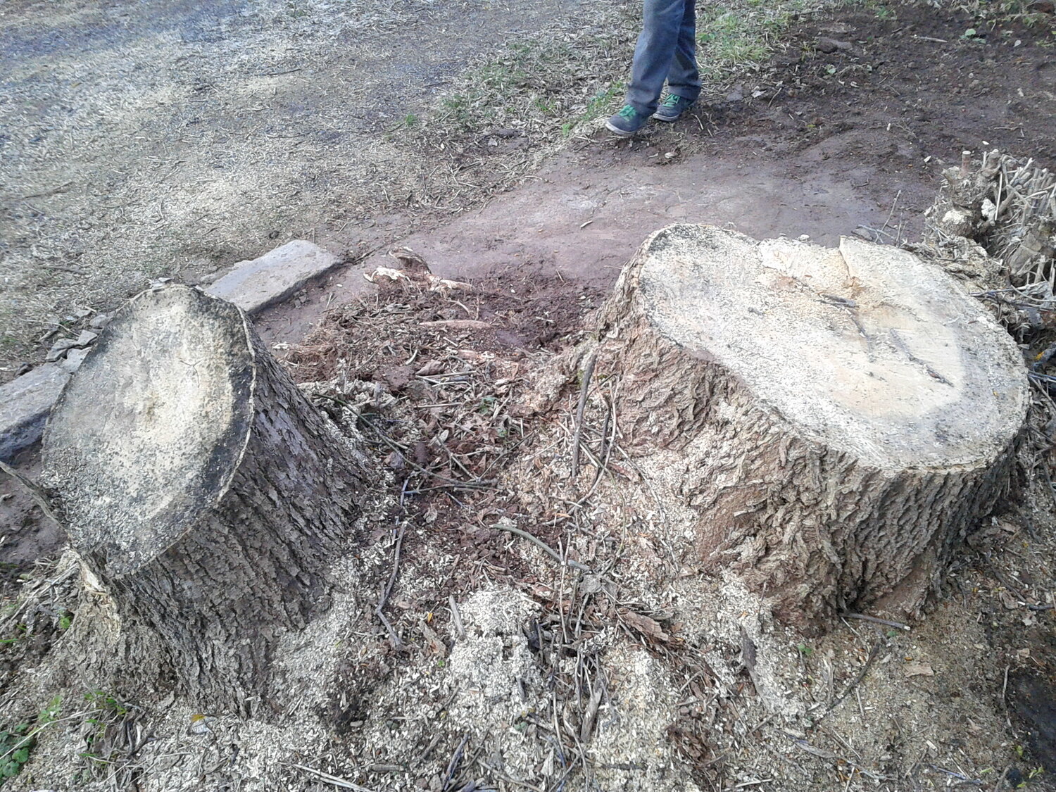 пень, полусгнивший пень, пень в алтае, карагач пень, спиленное дерево