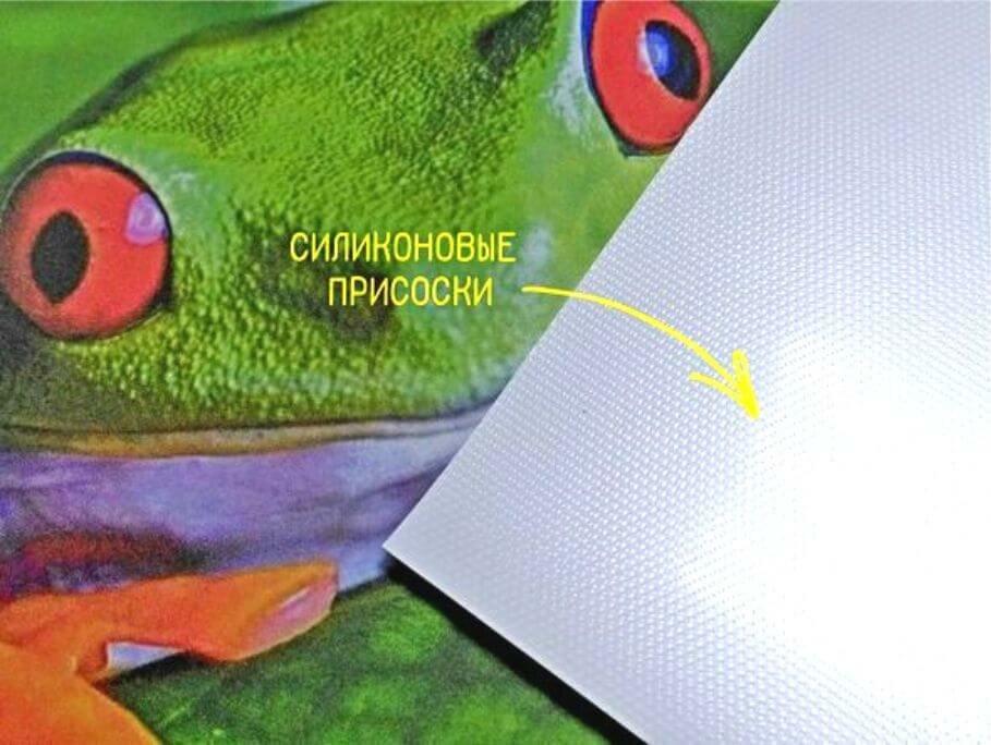лягушка, красноглазая квакша, лягушка глаза, квакша глаза, лягушка квакша