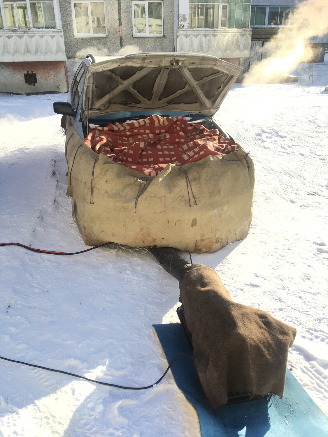 животное, медведь, бездомные животные зимой, медведь мансур калуга, замерзшая собака