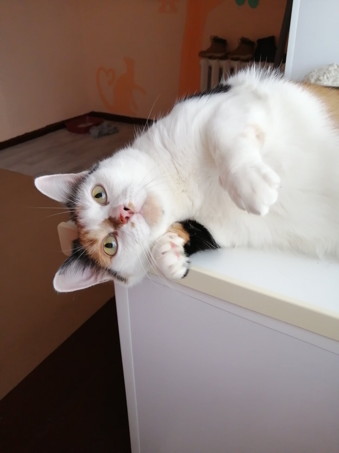 кошка, пушистая кошечка, кошечка, кошки милые, коты