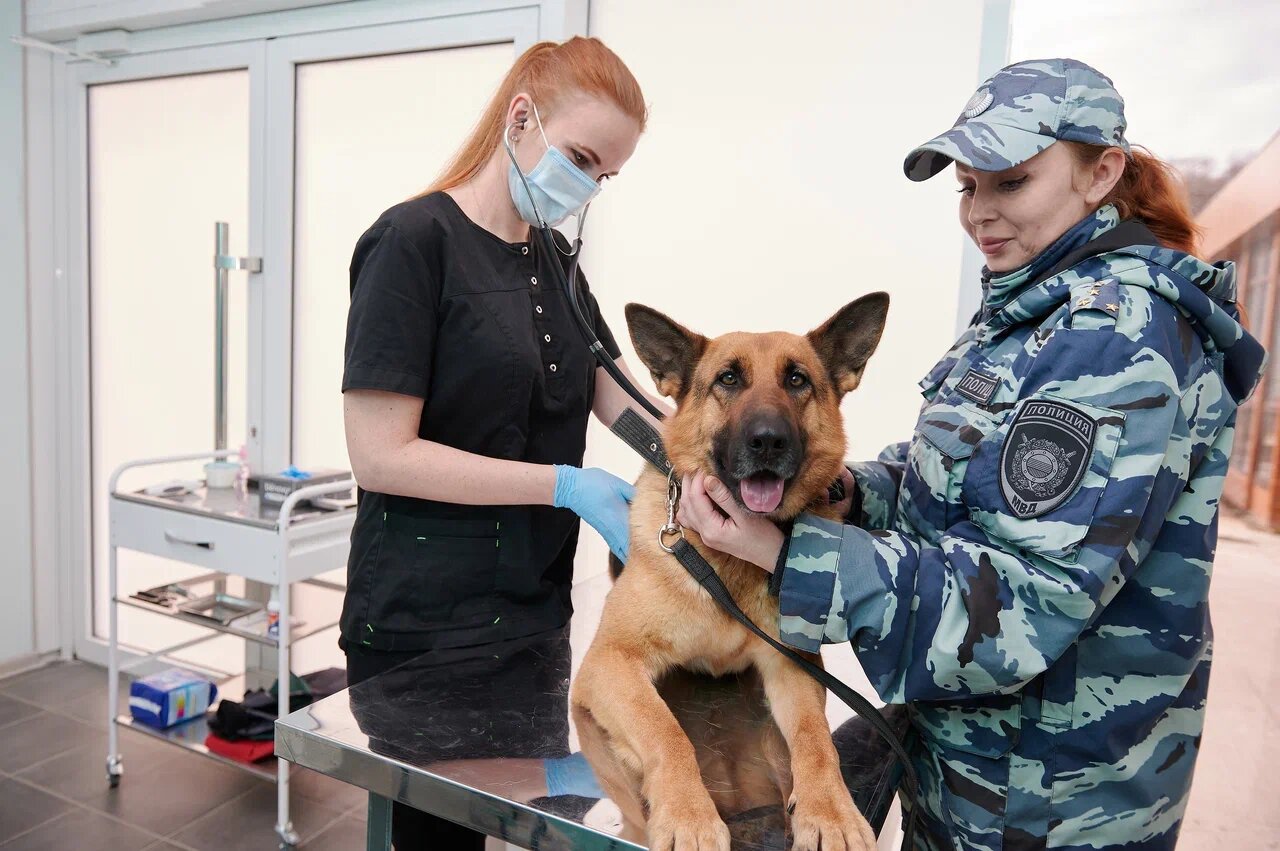 немецкая овчарка ищейка, полицейская собака, немецкая овчарка служебная, немецкая овчарка на службе, овчарка на службе