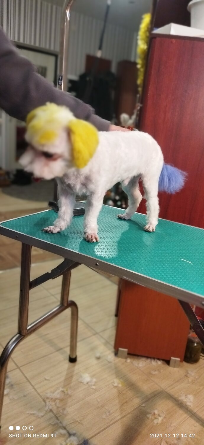 груминг, стрижка собак, груминг-салон haircut, салон стрижки собак, салон стрижки собак оборудование
