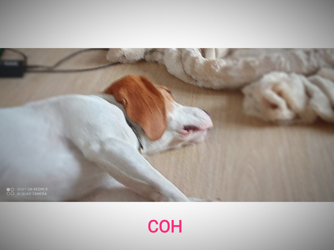 собака, сон собаки, спящая собака, кот, животные