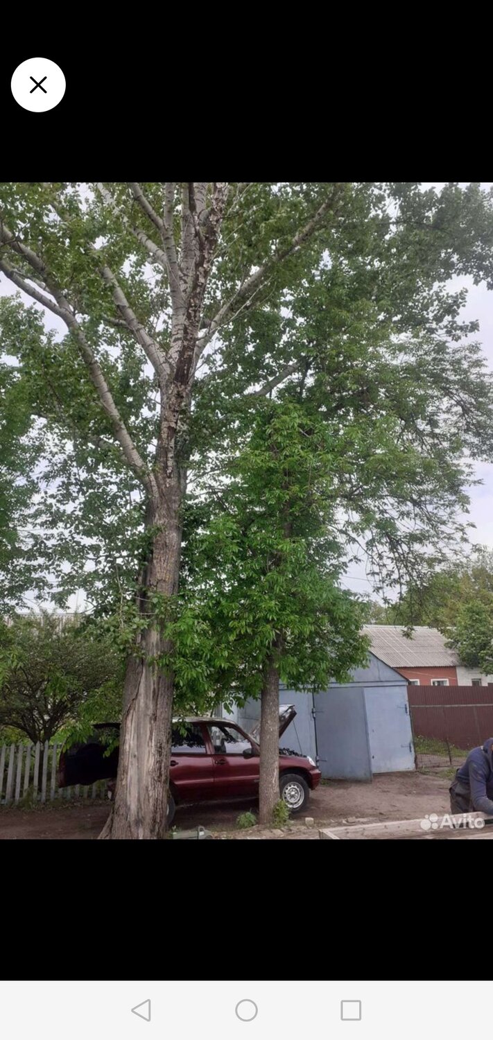 populus alba тополь белый, дерево тополь, тополь белый, тополь белый серебристый, дерево орех