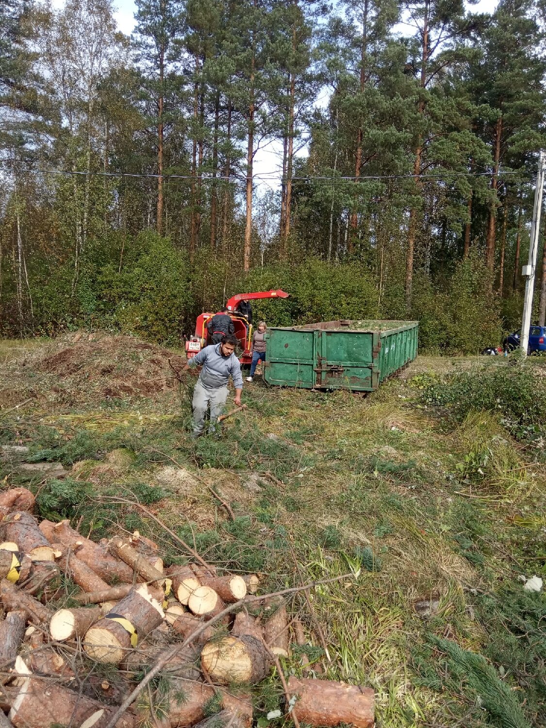 рубка леса, лесозаготовка, заготовка леса, вырубка леса, лесная промышленность