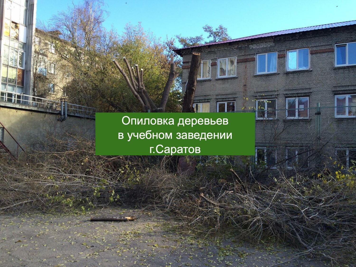 упавшее дерево, деревья в саратове, дерева, сухие деревья, дома деревья