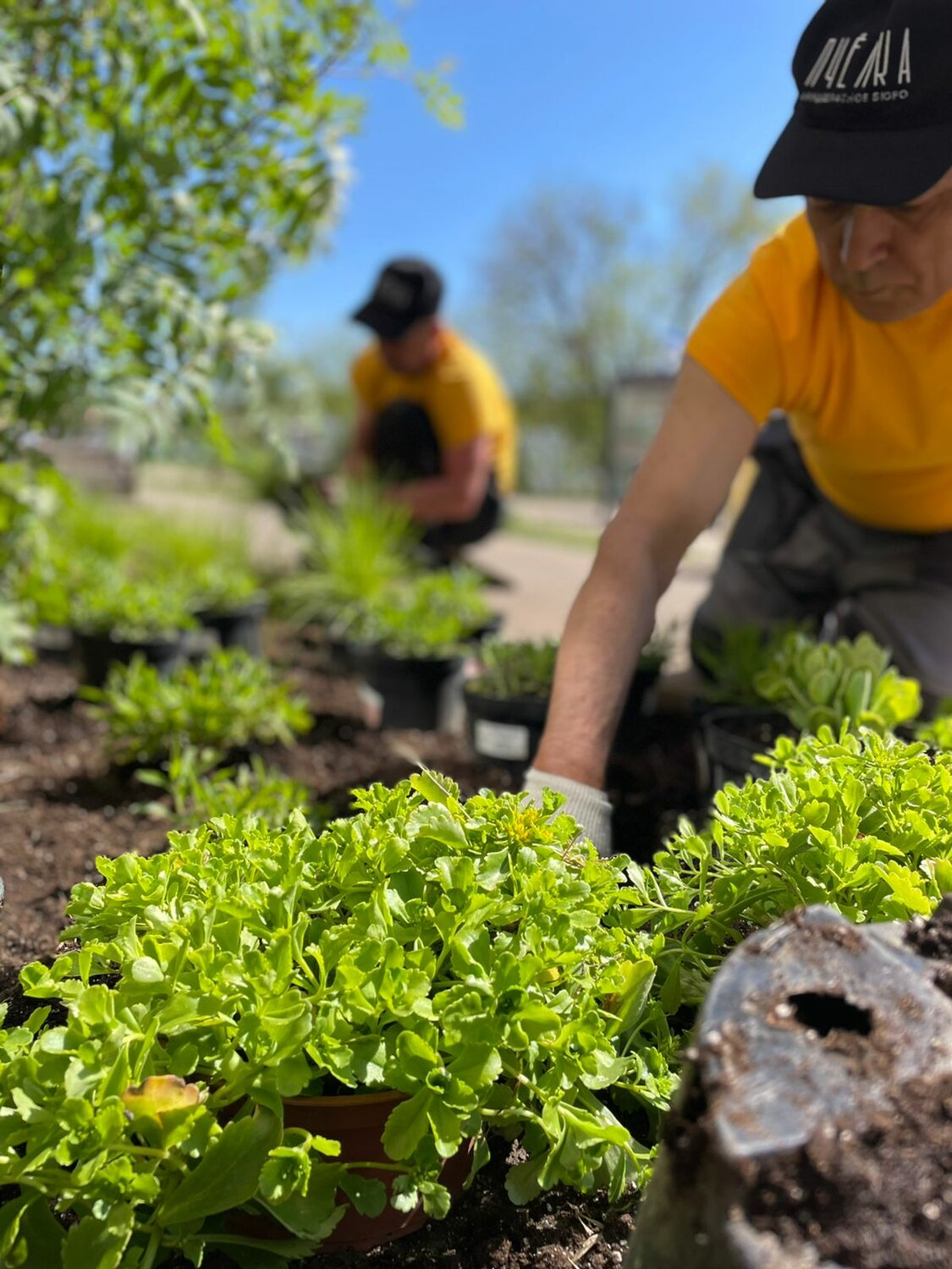 ������������, ��������������, vegetable garden, �������������� ������������, ������ ������������