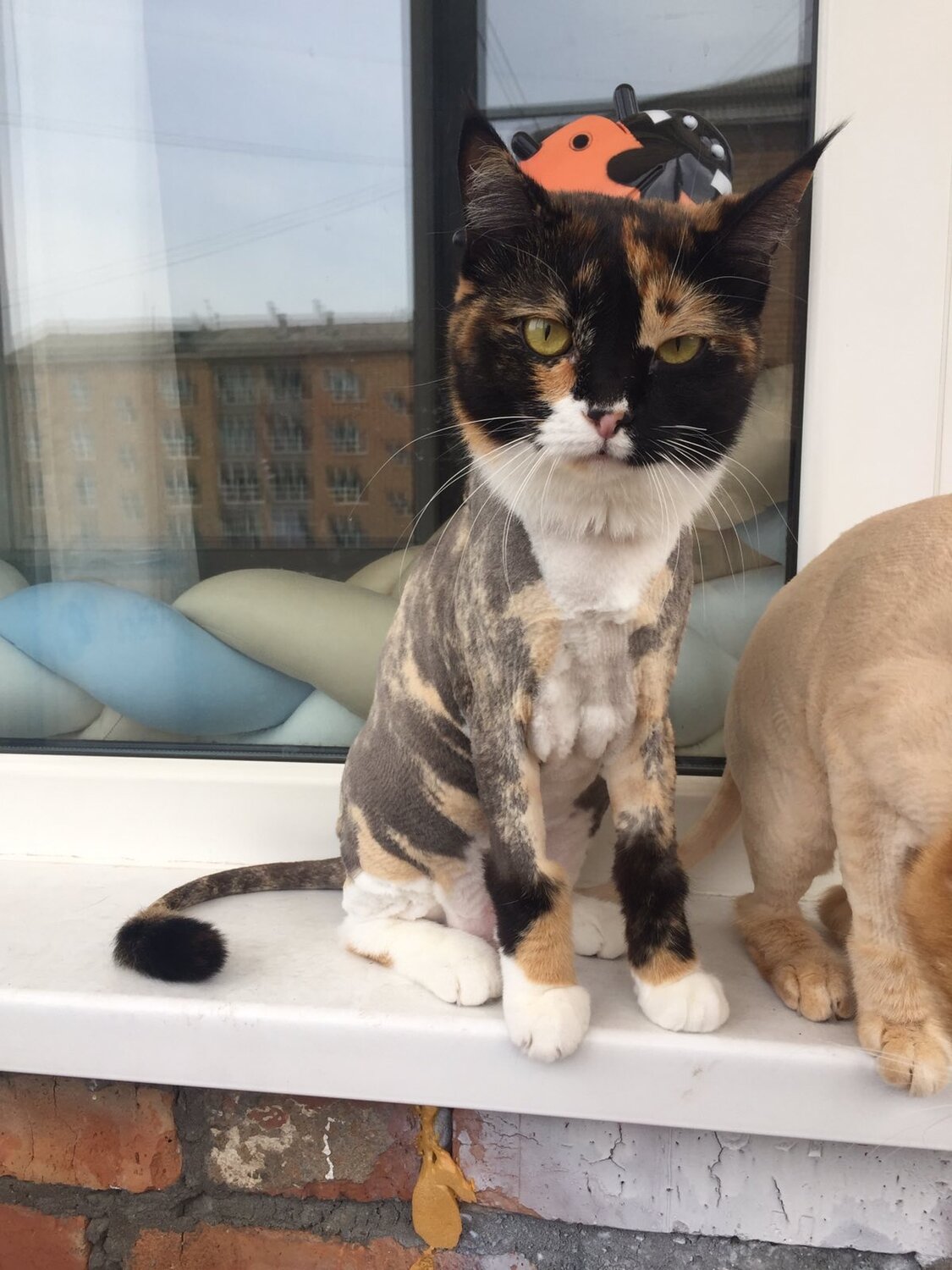 кошка, кошечка, домашние животные, кот, трёхцветная кошка